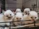 Ragdoll Cats for sale in Pittsburgh, PA, USA. price: NA