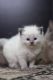 Ragdoll Cats for sale in Pittsburgh, PA, USA. price: $350