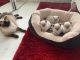 Ragdoll Cats for sale in Piscataway, NJ 08854, USA. price: NA