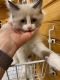 Ragdoll Cats for sale in Mitchell, IN 47446, USA. price: $400