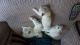 Ragdoll Cats for sale in Austin, TX, USA. price: NA