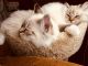 Ragdoll Cats for sale in 391 Cantone Rd, Montrose, PA 18801, USA. price: NA