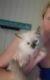 Ragdoll Cats for sale in Williamsport, PA 17701, USA. price: $950