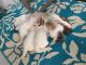 Ragdoll Cats for sale in Peabody, MA, USA. price: NA