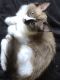 Ragdoll Cats for sale in Herndon, VA 20190, USA. price: $2,700