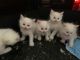 Ragdoll Cats for sale in Union City, CA, USA. price: $350
