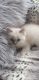 Ragdoll Cats for sale in Union City, CA, USA. price: NA