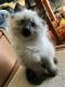 Ragdoll Cats for sale in Reeseville, WI 53579, USA. price: $400