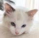Ragdoll Cats for sale in 854 S Blanchard St, Findlay, OH 45840, USA. price: NA