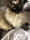 Ragdoll Cats for sale in Boise, ID, USA. price: $550