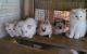 Ragdoll Cats for sale in Lake City, FL, USA. price: NA