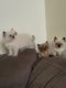 Ragdoll Cats for sale in Fort Walton Beach, FL 32548, USA. price: NA