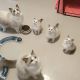 Ragdoll Cats for sale in Santa Clara, CA, USA. price: $750
