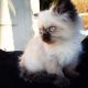 Ragdoll Cats for sale in Charlotte, NC, USA. price: NA