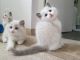Ragdoll Cats for sale in Rochester, NY, USA. price: NA