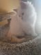 Ragdoll Cats for sale in West Bend, WI, USA. price: NA