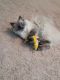 Ragdoll Cats for sale in UPPER ARLNGTN, OH 43221, USA. price: NA