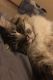 Ragdoll Cats for sale in Cheney, WA 99004, USA. price: $25