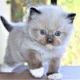 Ragdoll Cats for sale in West Chester Township, OH 45069, USA. price: NA