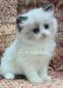 Ragdoll Cats for sale in West Chester Township, OH 45069, USA. price: NA