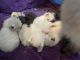 Ragdoll Cats for sale in 4006 3rd Ave., The Bronx, NY 10457, USA. price: NA