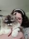 Ragdoll Cats for sale in UPPER ARLNGTN, OH 43221, USA. price: NA