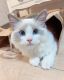 Ragdoll Cats for sale in U.S. Rte 66, Albuquerque, NM, USA. price: $800