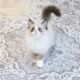 Ragdoll Cats for sale in Chillicothe, OH 45601, USA. price: NA