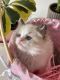 Ragdoll Cats for sale in Azusa, CA, USA. price: $2,500