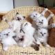 Ragdoll Cats for sale in Johnstown, FL 32054, USA. price: NA