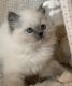 Ragdoll Cats for sale in Queens, NY, USA. price: $2,600