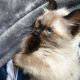 Ragdoll Cats for sale in Kentucky Ave, St Cloud, FL 34769, USA. price: NA