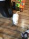 Ragdoll Cats for sale in Maryville, TN, USA. price: $100