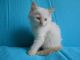 Ragdoll Cats for sale in Gilberts, IL, USA. price: $750
