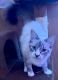 Ragdoll Cats for sale in Killeen, TX 76543, USA. price: $700