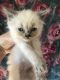 Ragdoll Cats for sale in Rolling Meadows, IL, USA. price: $250