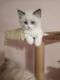 Ragdoll Cats for sale in Parkersburg, WV, USA. price: $500