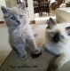 Ragdoll Cats for sale in Lowell, MA, USA. price: $550
