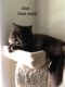 Ragdoll Cats for sale in Cheektowaga, NY 14225, USA. price: $500