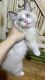 Ragdoll Cats for sale in Killeen, TX 76543, USA. price: $500