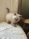 Ragdoll Cats for sale in Hanover, PA 17331, USA. price: NA