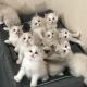 Ragdoll Cats for sale in San Jose, CA, USA. price: $400