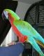 Rainbow Bee-eater Birds for sale in Dallas, TX, USA. price: NA