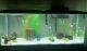 Rainbowfish Fishes