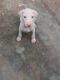 Rajapalayam Puppies for sale in Velachery, Chennai, Tamil Nadu, India. price: 20 INR