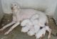 Rajapalayam Puppies for sale in Pavoorchatram, Tamil Nadu 627808, India. price: 5500 INR