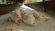 Rajapalayam Puppies for sale in Tirunelveli, Tamil Nadu, India. price: 15000 INR