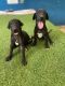 Rampur Greyhound Puppies
