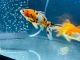 Ranchu goldfish Fishes