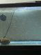 Ranchu goldfish Fishes for sale in Ocala, FL, USA. price: $10,000